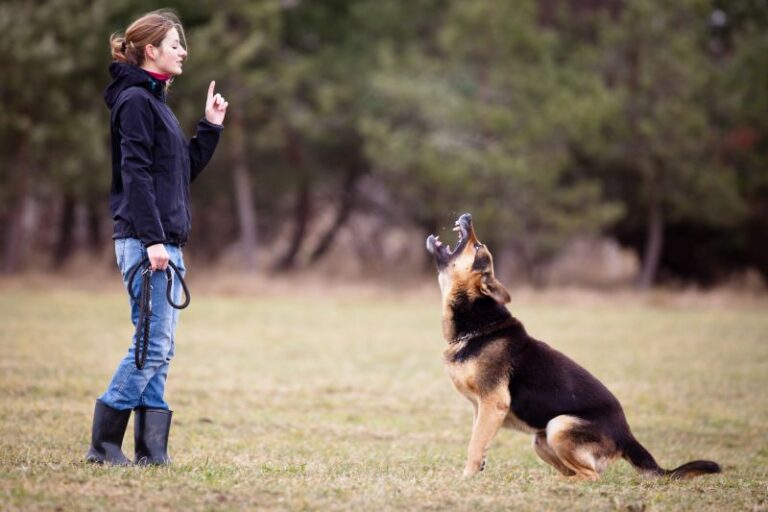 A Comprehensive Guide to Dog Obedience Training in Knoxville, TN