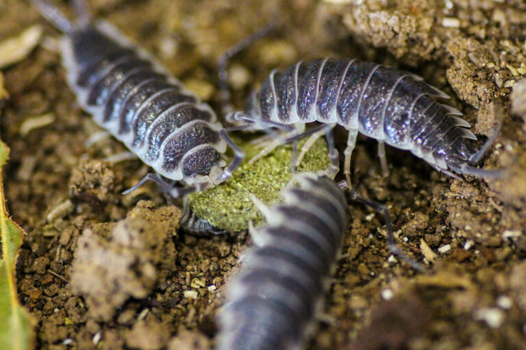 Exploring the Best Options for Isopods for Sale in the UK A Guide for Hobbyists and Collectors